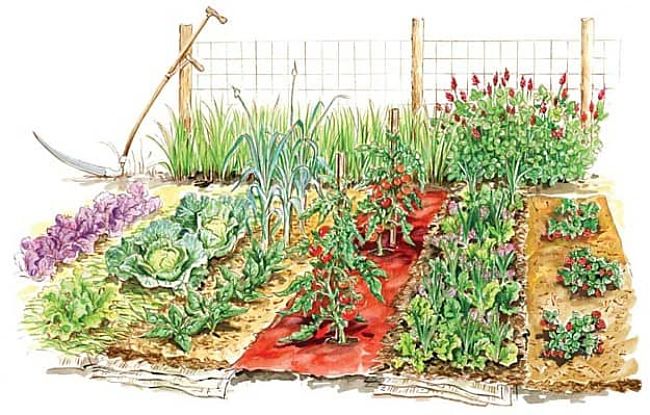 A lovely vegetable garden layout