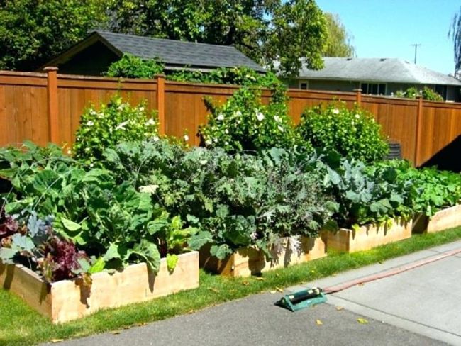A very prolific vegetable garden in a raised garden bed