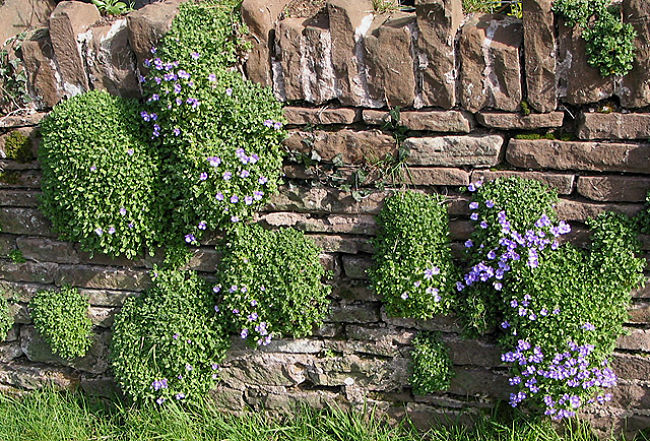 Vertical gardens can be established by planting into the nooks and crannies of existing stone and brick walls