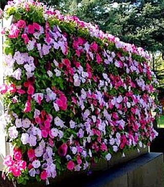 Vertical flower wall garden