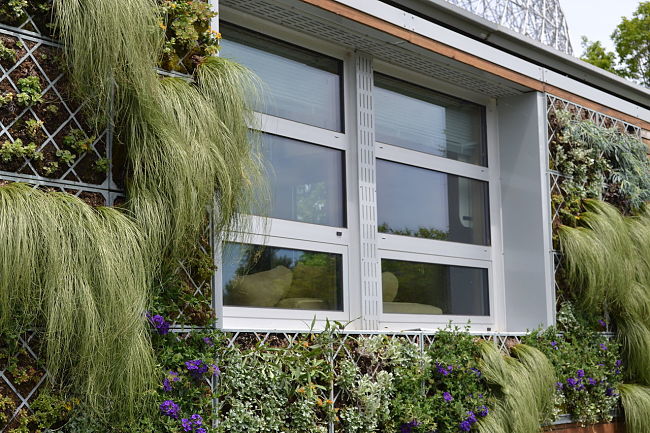 House walls can be a good place for a vertical garden, including vegetables