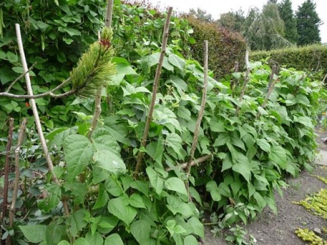 Stakes and fences offer support for vegetables grown vertically