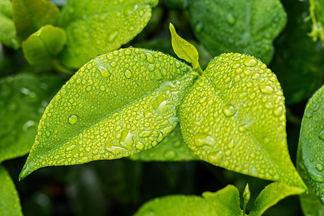 Discover how to keep your plants healthy during hot dry weather