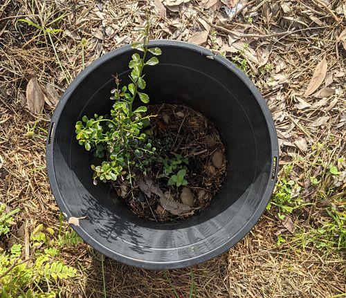 Using a plastic pot with half of the base removed acts as a heat shield, parially shading the plant and keeping hot dry winds at bay