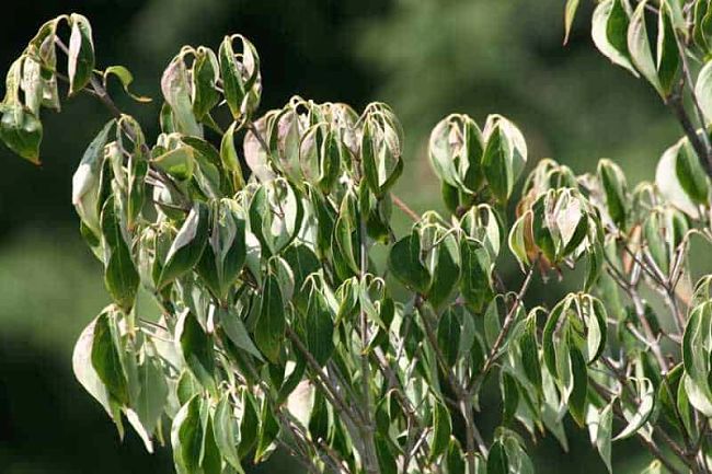 Drooping leaves, shoots and softwood branches is a sure sign the plant needs watering