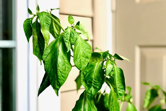 A lightening in the color of the leaves from dark to light green is often a sign of heat stress