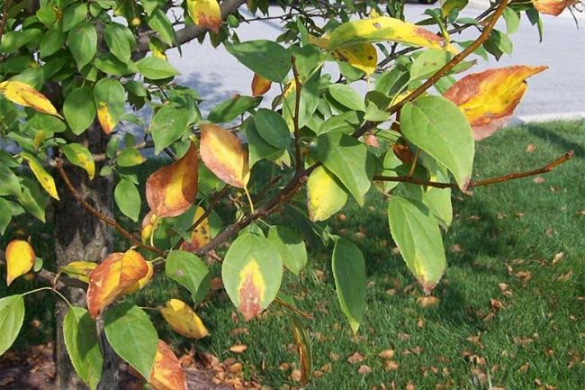 Yellowing of the leaves is often a sign of long term inadequate watering