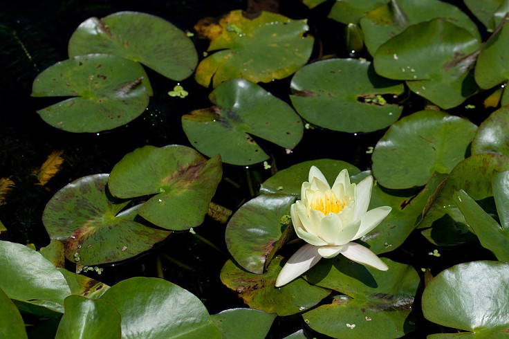 Water features and ponds can provide beautiful flowers, but also wonderful habitats for wildlife.