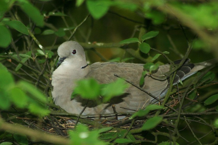 If you create them right habitat local birds will nest in your garden, which is a great delight