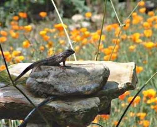 Lizards love rocks with nooks and crannies and so add rocks and boulders 